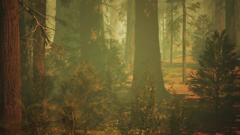 Loop-Giant-Sequoia-Trees-at-summertime-in-Sequoia-National-Park,-California